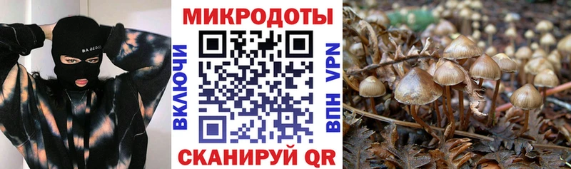 продажа наркотиков  Тайшет  Галлюциногенные грибы ЛСД 